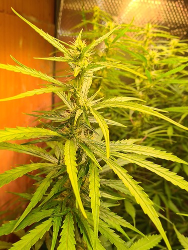 Growreport Bild 7