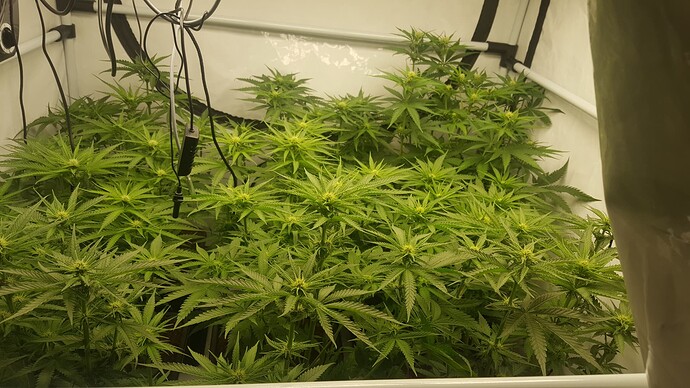 Growreport Bild 3