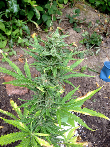 Growreport Bild 16
