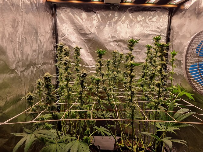 Growreport Bild 26