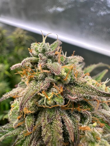 Growreport Bild 8