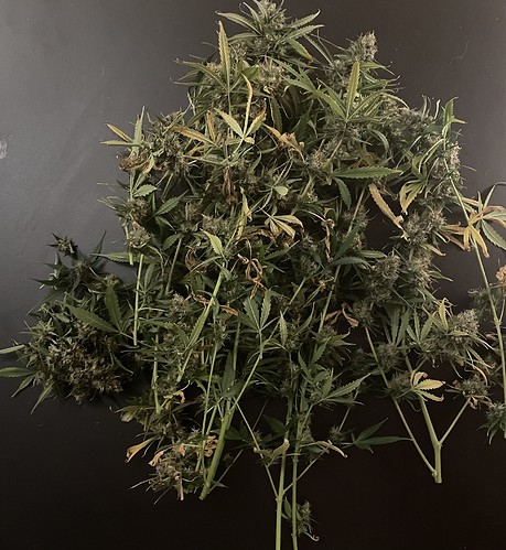 Growreport Bild 19