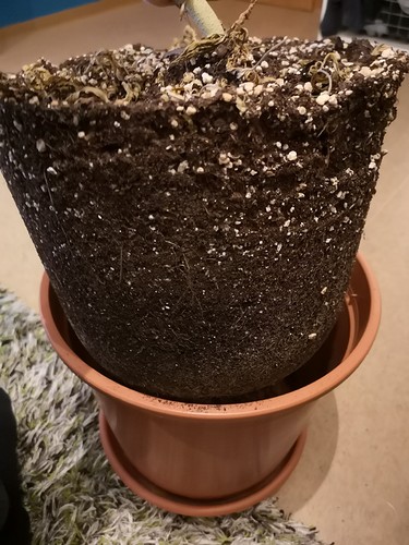 Growreport Bild 5