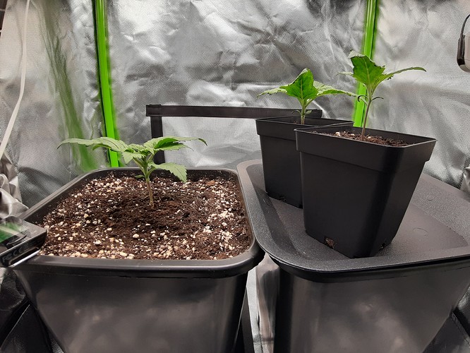 Growreport Bild 14