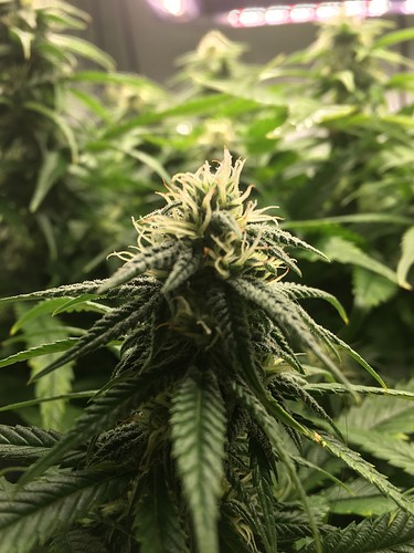 Growreport Bild 5