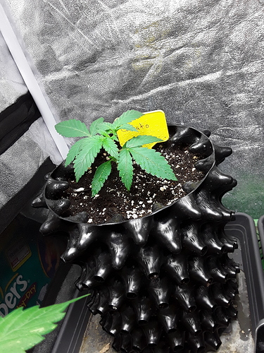 Growreport Bild 20