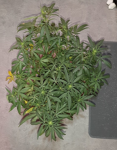 Growreport Bild 5