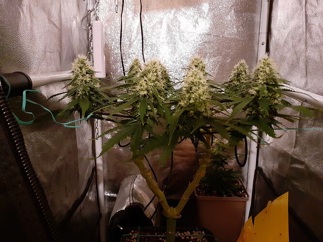 Growreport Bild 160