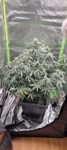 Growreport Bild 23