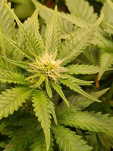 Nahaufnahme einer jungen Cannabisblüte mit feinen weißen Stempeln, umgeben von grünen Blättern.