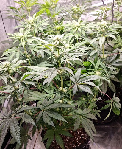 Growreport Bild 13