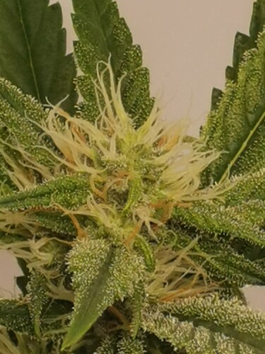 Growreport Bild 9