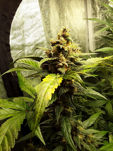 Growreport Bild 2
