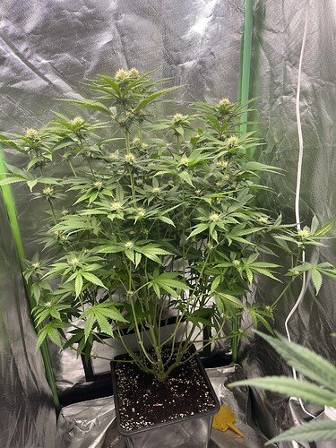 Growreport Bild 8