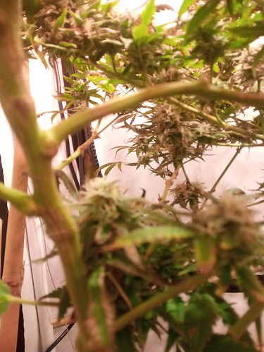 Growreport Bild 41