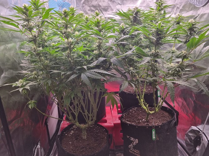 Growreport Bild 26