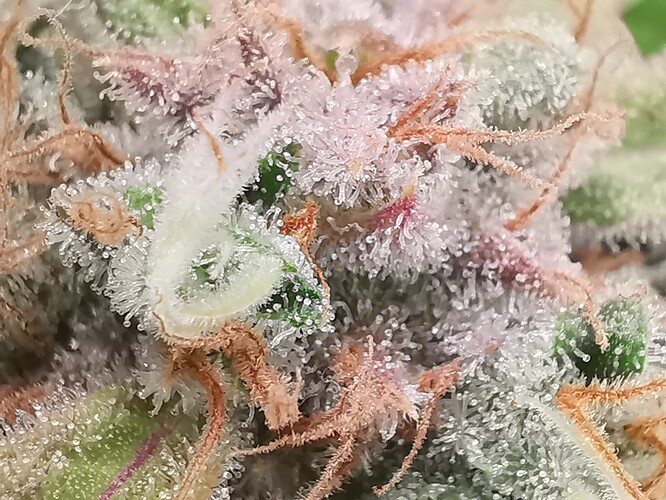 Growreport Bild 47