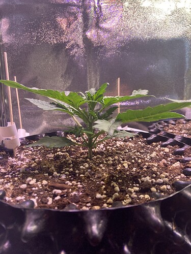 Growreport Bild 8
