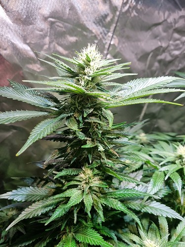 Growreport Bild 41