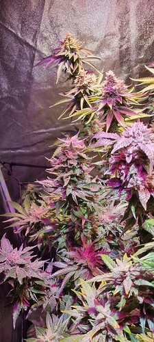 Growreport Bild 40