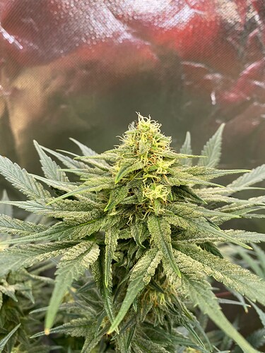 Growreport Bild 8