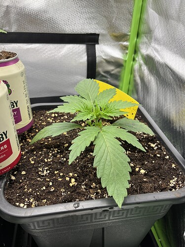 Growreport Bild 4