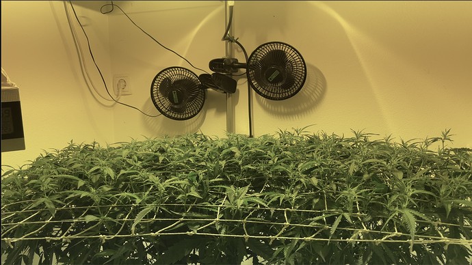 Growreport Bild 2