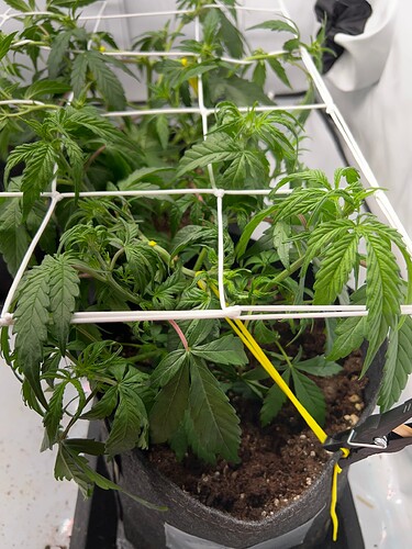 Growreport Bild 5