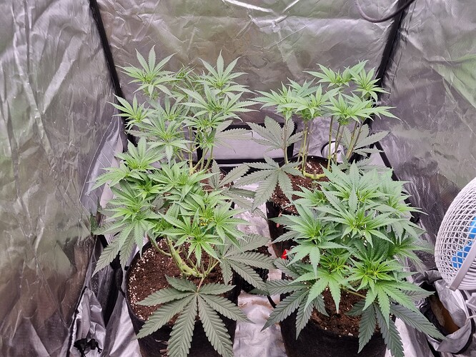 Growreport Bild 30