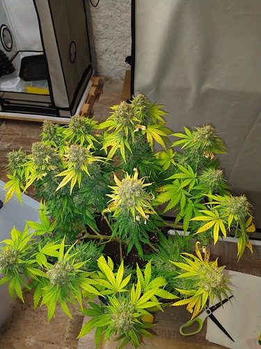 Growreport Bild 4
