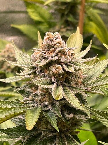 Growreport Bild 4