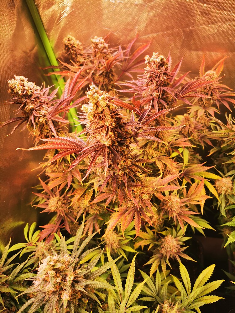 KANNABIA Bio Sativa Dream 🏵️🐝