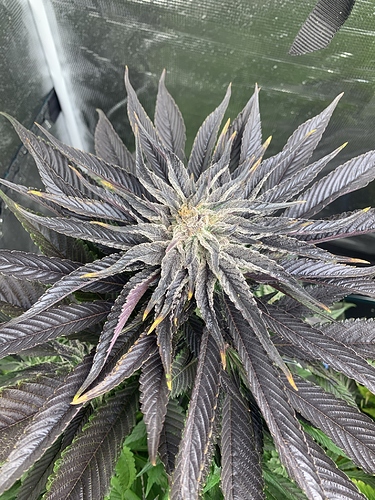 Growreport Bild 13