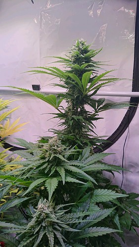 Growreport Bild 7