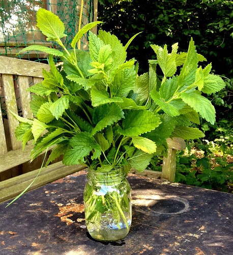 Growreport Bild 30