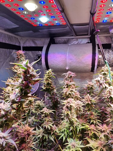 Growreport Bild 39