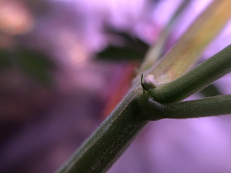 Growreport Bild 27