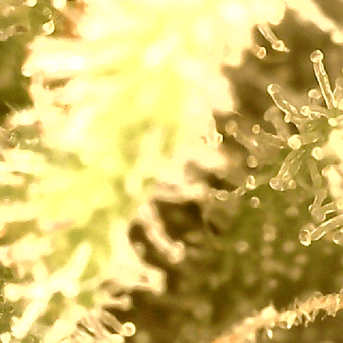 Growreport Bild 4