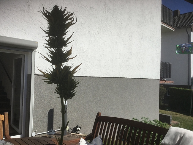 Growreport Bild 1
