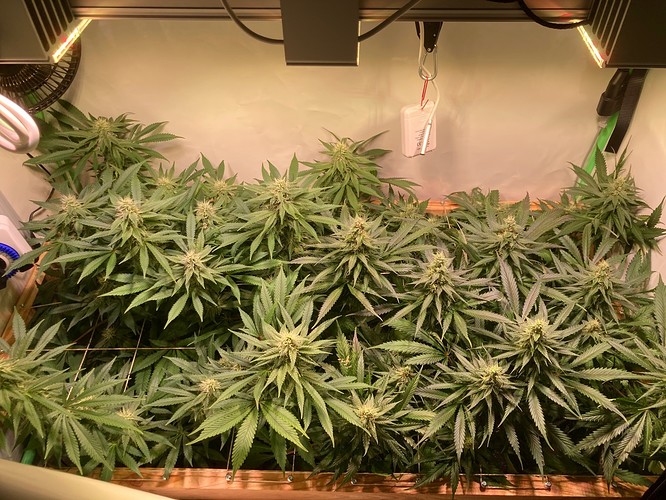 Growreport Bild 9