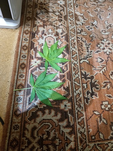 Growreport Bild 7