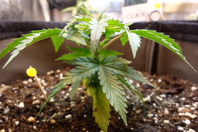 Ein junger Cannabissämling mit mehreren Blättern und einem gelben Markierungsstab im Boden.