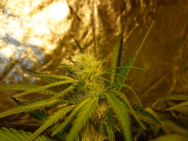 Growreport Bild 3