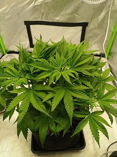Growreport Bild 4