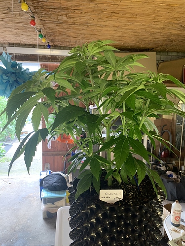 Growreport Bild 4