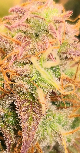 Growreport Bild 3