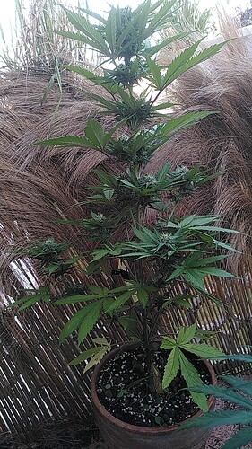 Growreport Bild 3