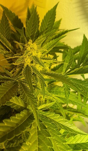 Growreport Bild 34