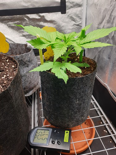 Growreport Bild 3