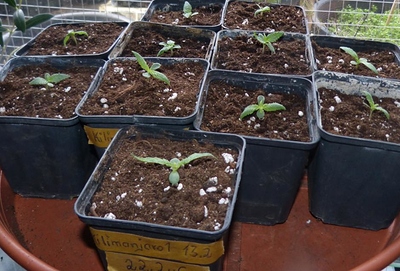Kilimanjaro%203